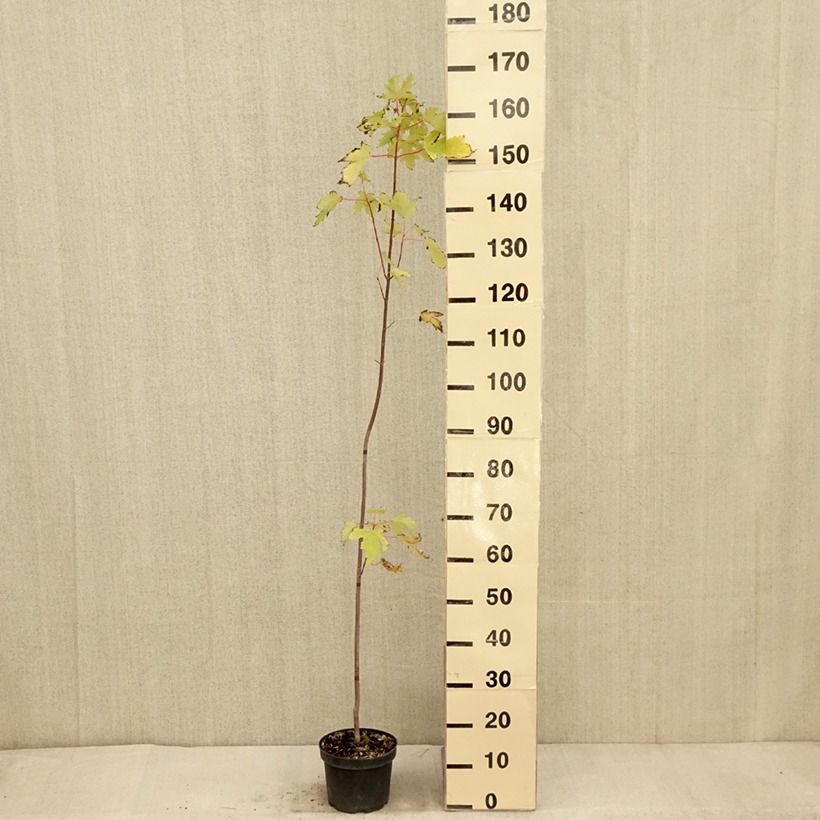 Acer saccharinum Pyramidale - Maple 3L/4L pot sample as delivered in autumn