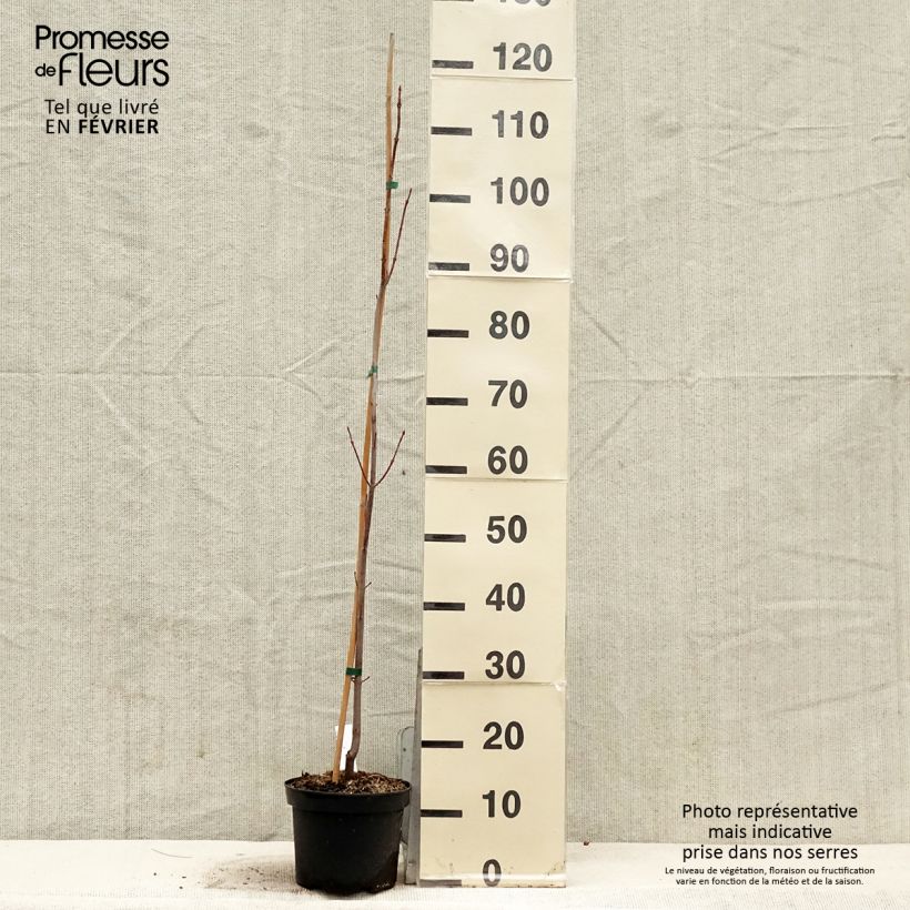 Acer saccharinum Pyramidale - Maple 3L/4L pot sample as delivered in winter