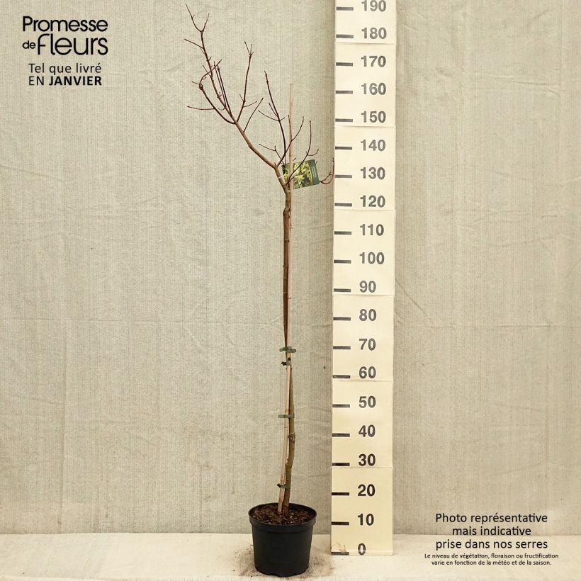 Acer truncatum Akikaze-nishiki - Maple 4L/5L pot sample as delivered in winter