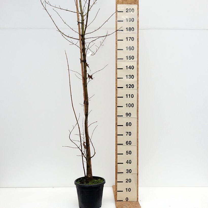 Acer x zoeschense Annae - Zoeschen Maple 7.5L/10L pot sample as delivered in autumn