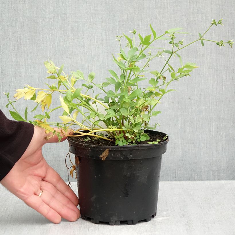 Levisticum officinale 2L/3L pot sample as delivered in autumn