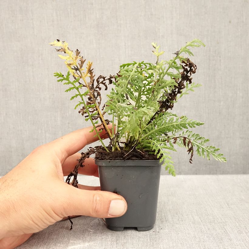 Achillea clypeolata 8/9 cm pot sample as delivered in autumn