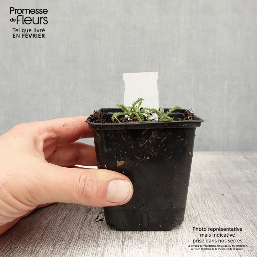 Achillea clypeolata 8/9 cm pot sample as delivered in winter