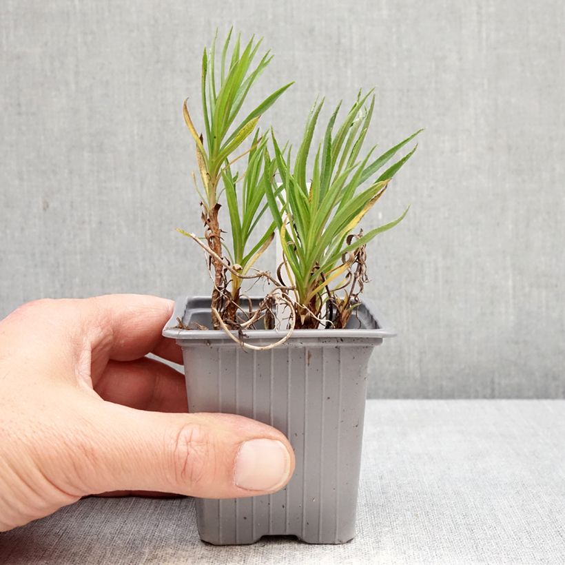 Achillea ptarmica Boule de Neige 8/9 cm pot sample as delivered in spring
