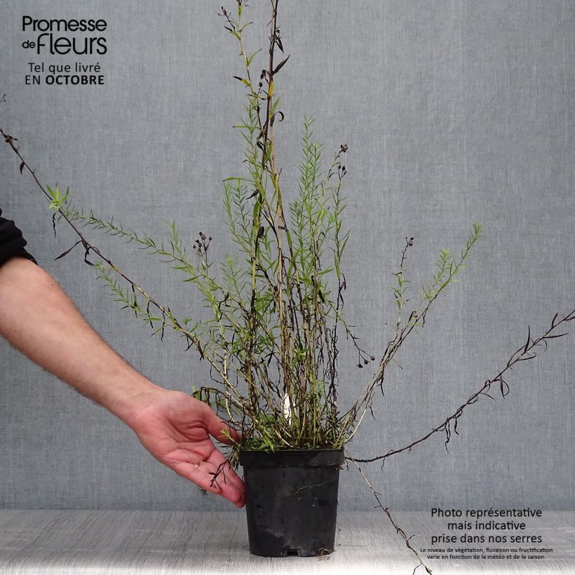 Achillea ptarmica Boule de Neige 2L/3L pot sample as delivered in autumn