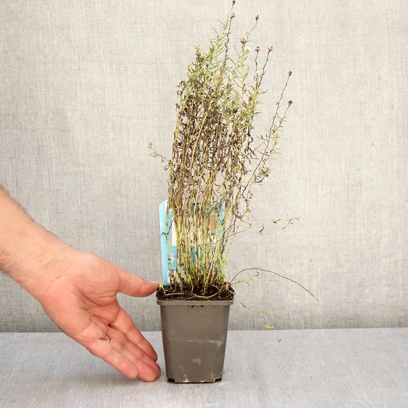 Achillea ptarmica 8/9 cm pot sample as delivered in autumn