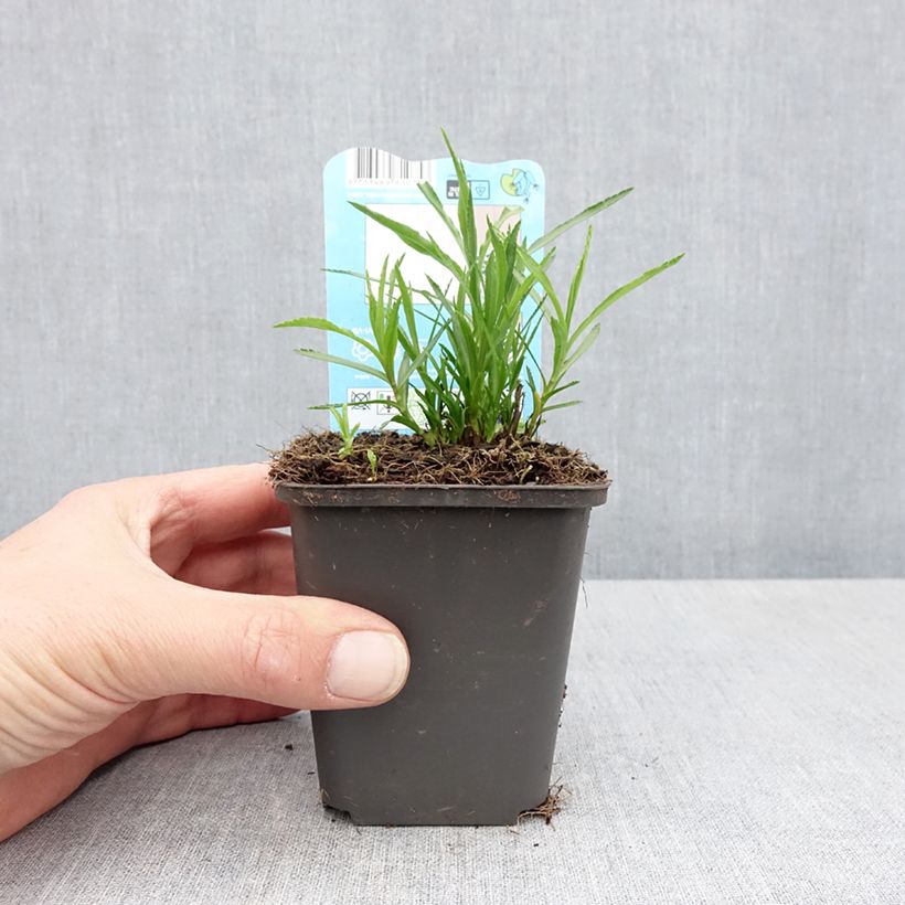 Achillea ptarmica 8/9 cm pot sample as delivered in spring