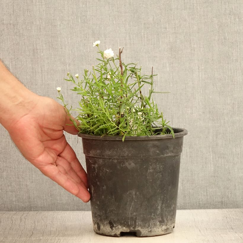 Achillea ptarmica Diadem 2L/3L pot sample as delivered in summer