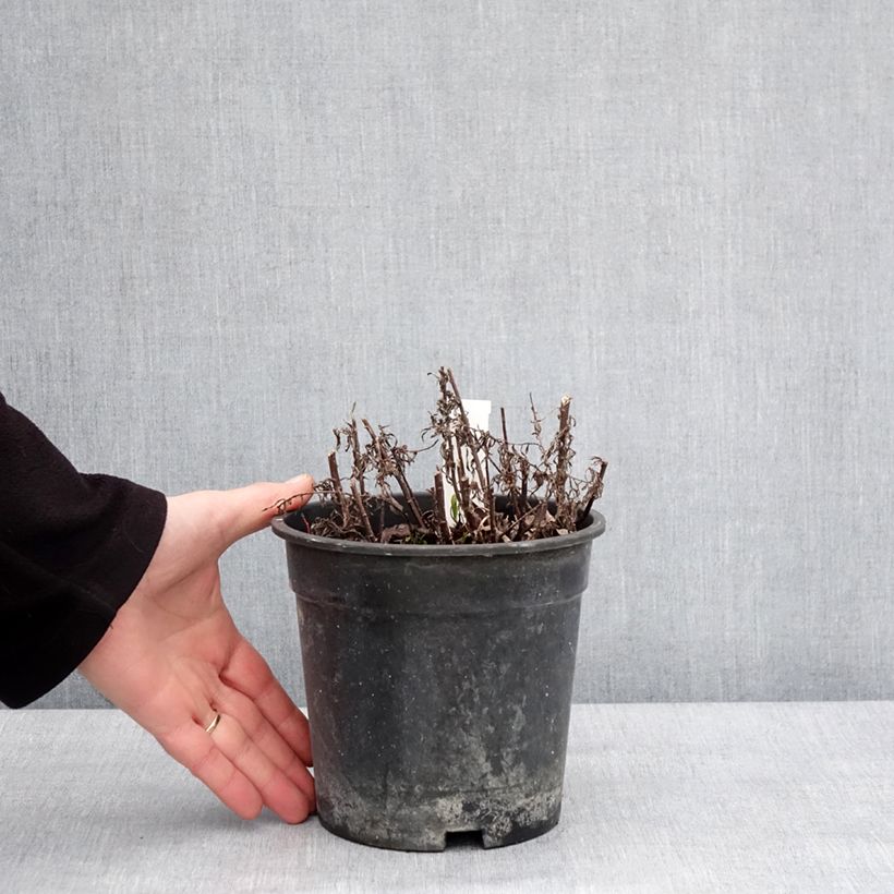 Achillea ptarmica Diadem 2L/3L pot sample as delivered in winter