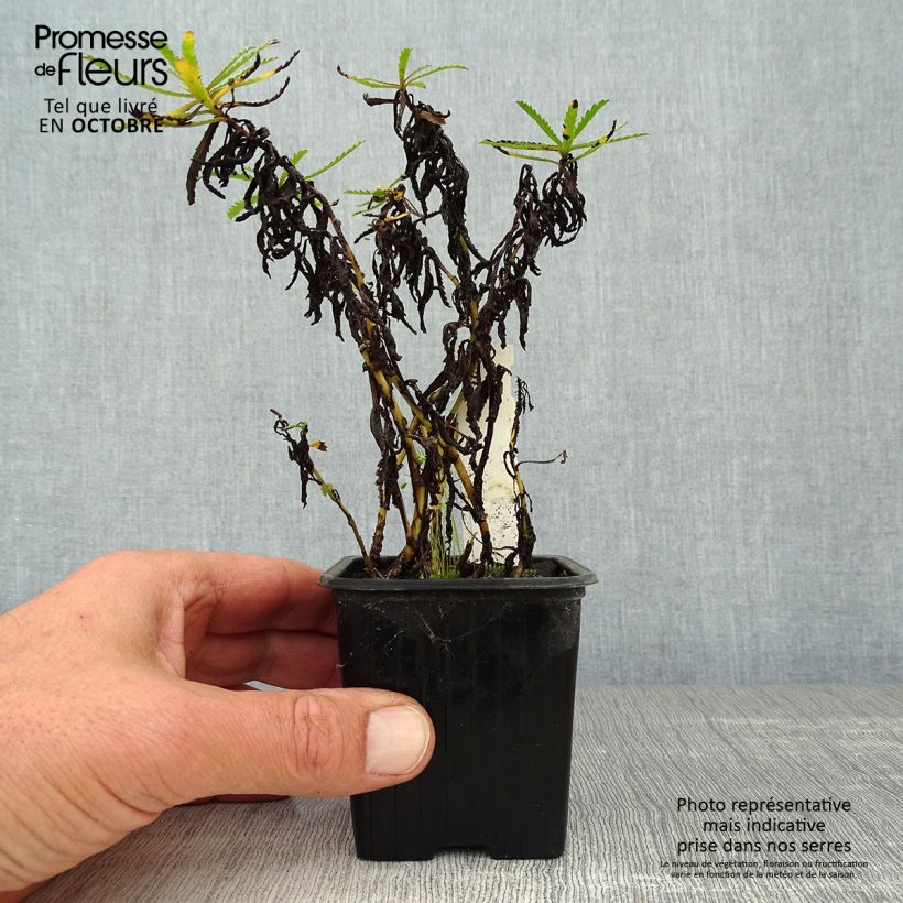 Achillea sibirica var. camtschatica Love Parade 8/9 cm pot sample as delivered in autumn
