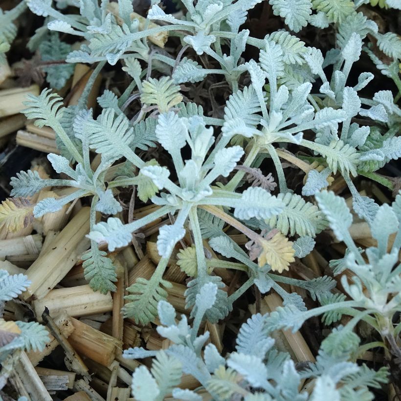 Achillea umbellata (Foliage)