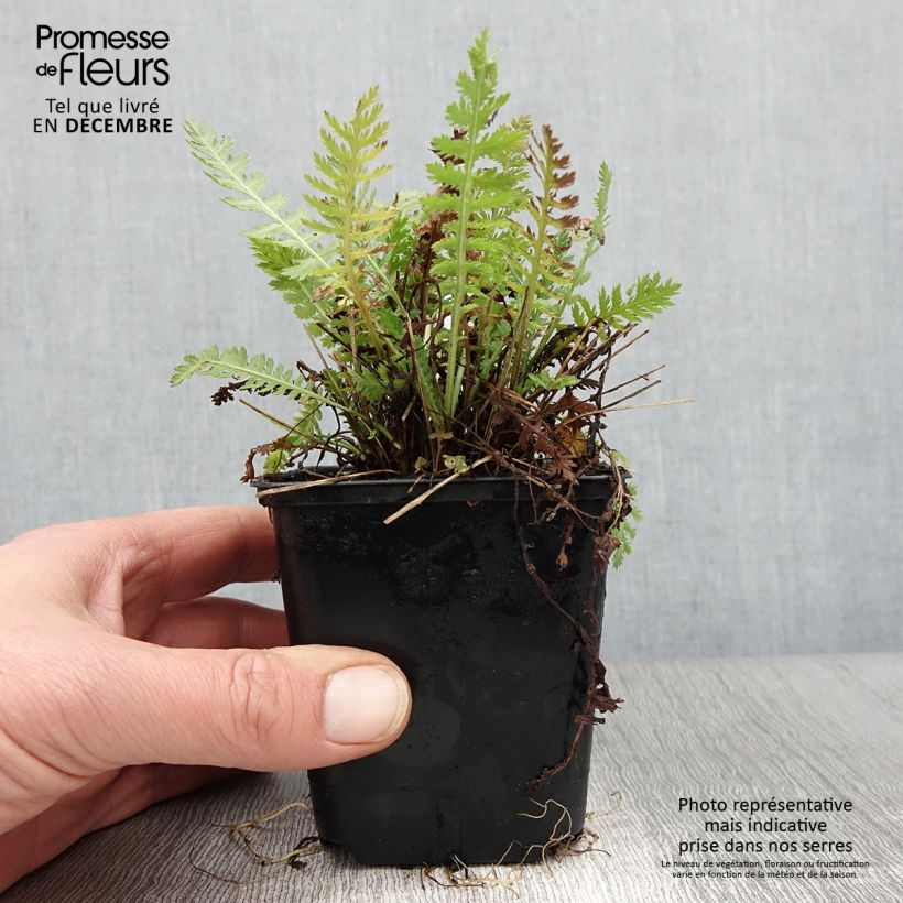Achillea filipendulina Parkers Variety 8/9 cm pot sample as delivered in autumn