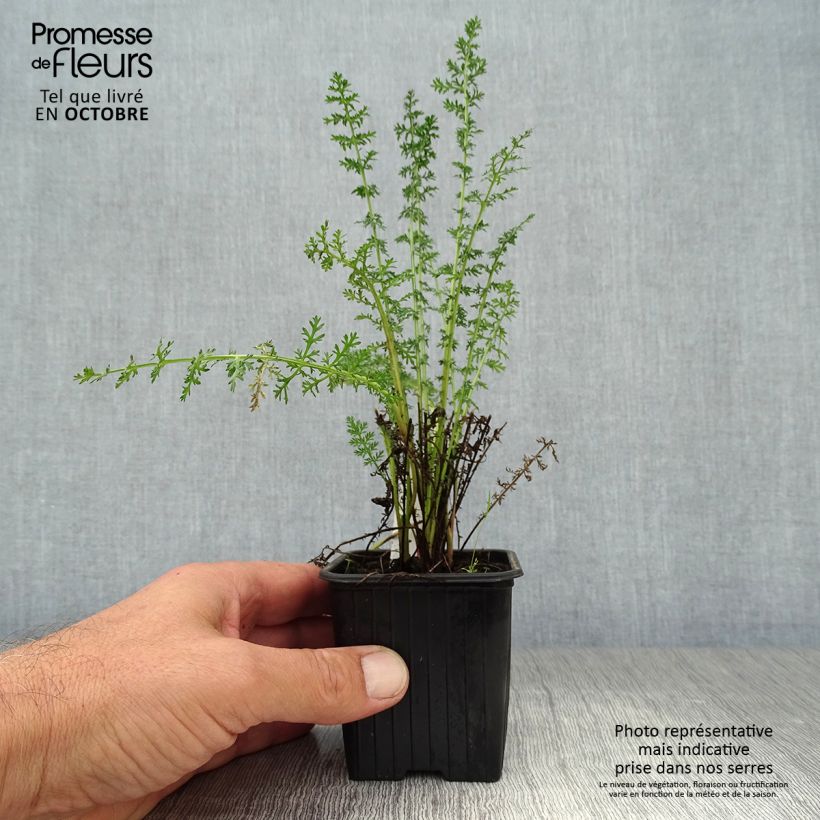 Achillea Credo 8/9 cm pot sample as delivered in autumn