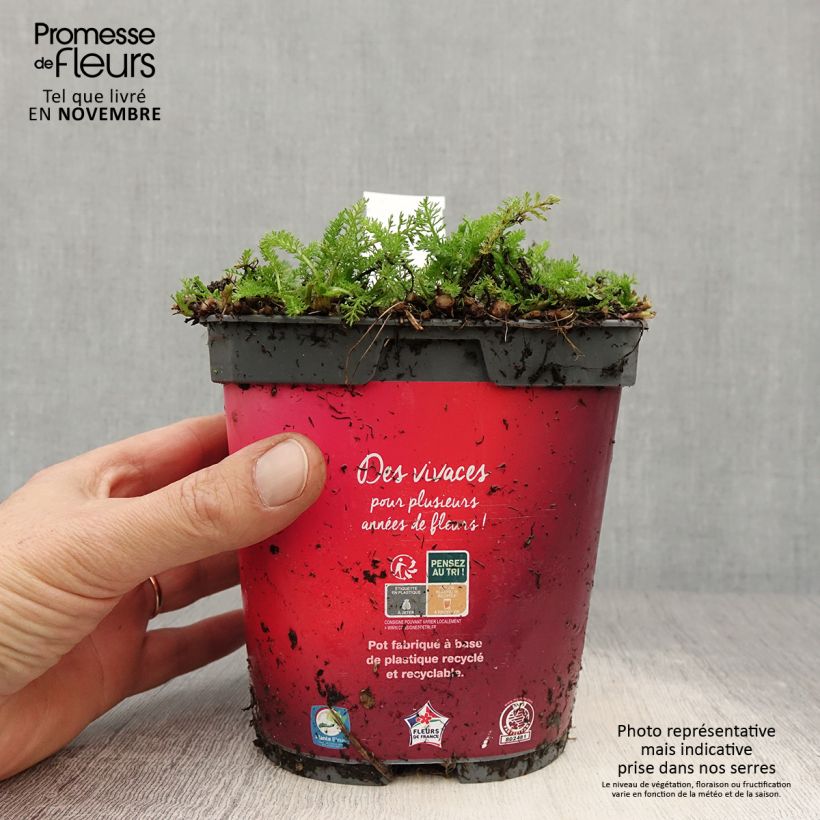 Achillea millefolium Desert Eve Red 2L/3L pot sample as delivered in autumn