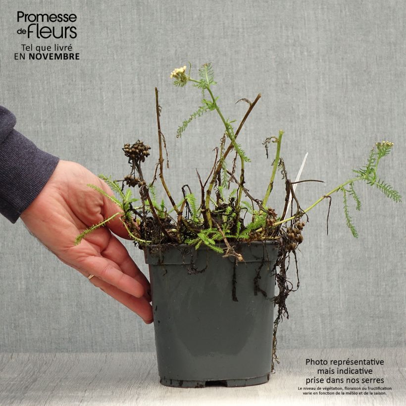 Achillea millefolium Desert Eve Terracotta 2L/3L pot sample as delivered in autumn