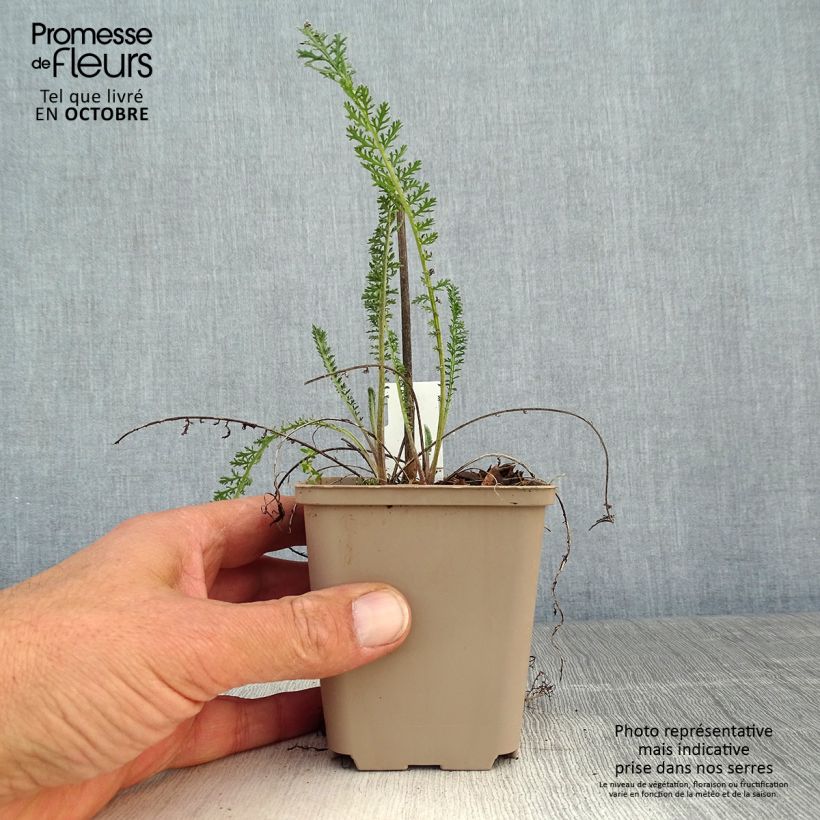 Achillea filipendulina Helios 8/9 cm pot sample as delivered in autumn