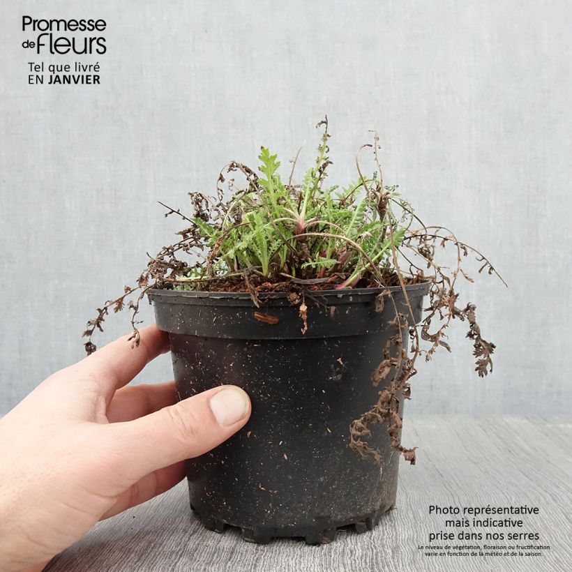 Achillea fillipendulina Cloth of Gold 2L/3L pot sample as delivered in winter