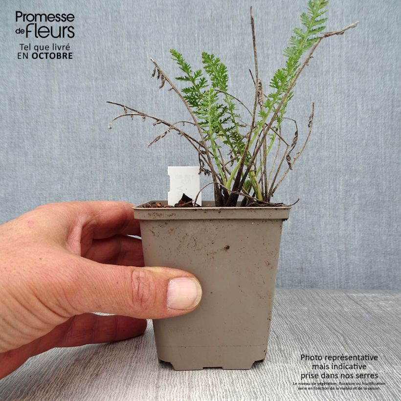 Achillea millefolium Alabaster 8/9 cm pot sample as delivered in autumn
