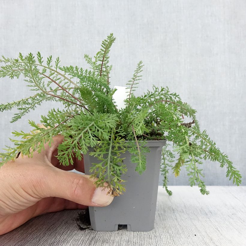 Achillea millefolium Cassis 8/9 cm pot sample as delivered in autumn