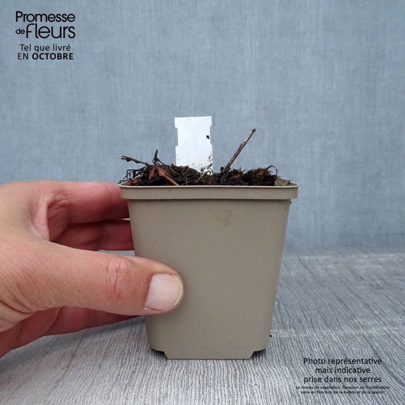 Achillea millefolium Hannelore Pahl 8/9 cm pot sample as delivered in autumn