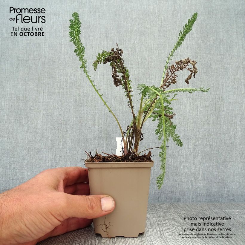 Achillea millefolium Hymne 8/9 cm pot sample as delivered in autumn