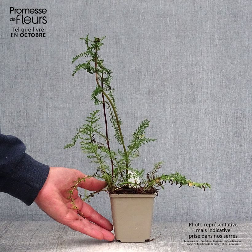 Achillea millefolium Sammetriese 8/9 cm pot sample as delivered in autumn
