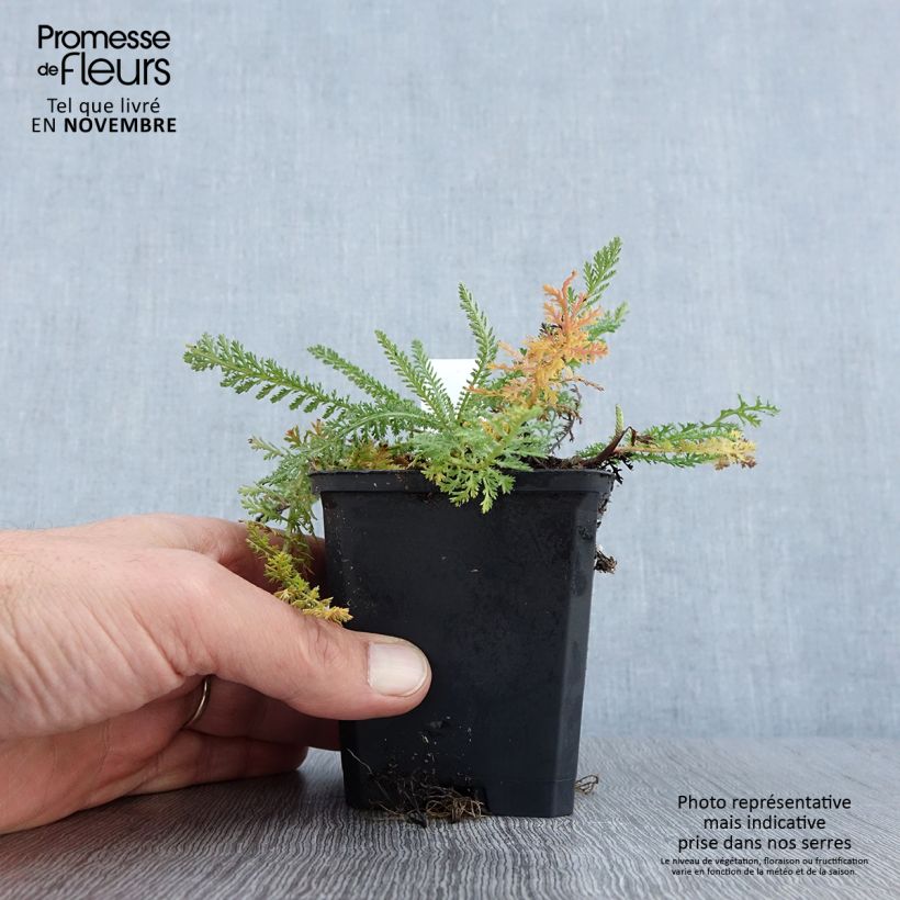Achillea millefolium Schneetaler 8/9 cm pot sample as delivered in autumn