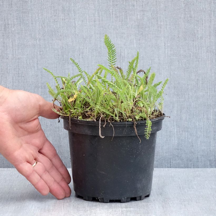Achillea millefolium White Beauty 2L/3L pot sample as delivered in spring