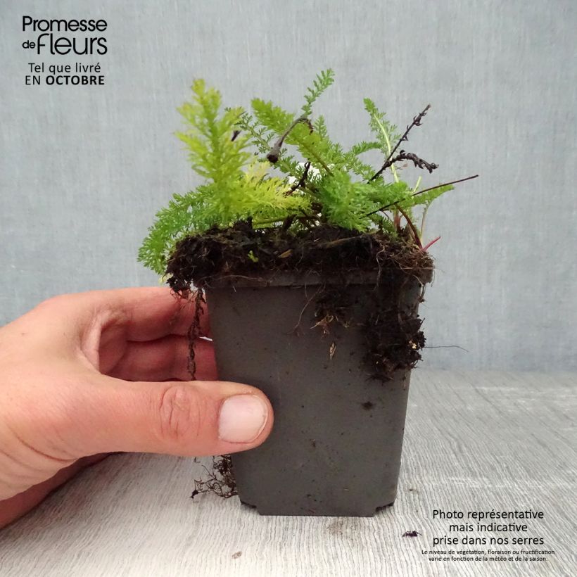 Achillea millefolium White Beauty 8/9 cm pot sample as delivered in autumn