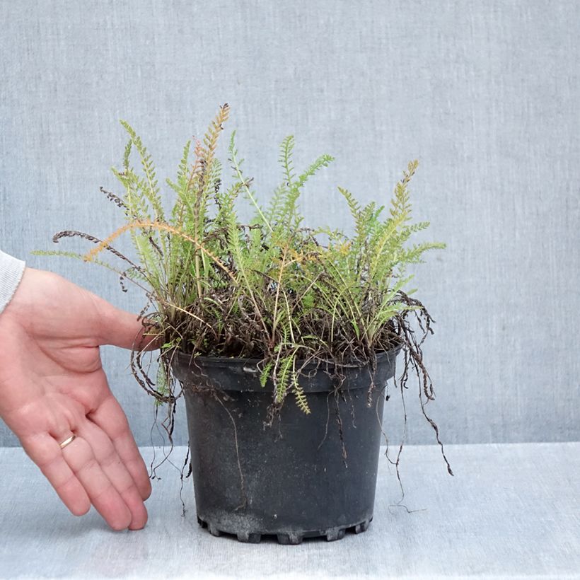 Achillea millefolium White Beauty 2L/3L pot sample as delivered in autumn