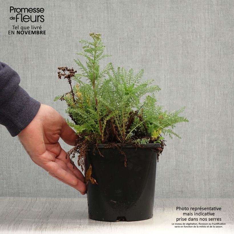 Achillea millefolium Apricot Delight 2L/3L pot sample as delivered in autumn