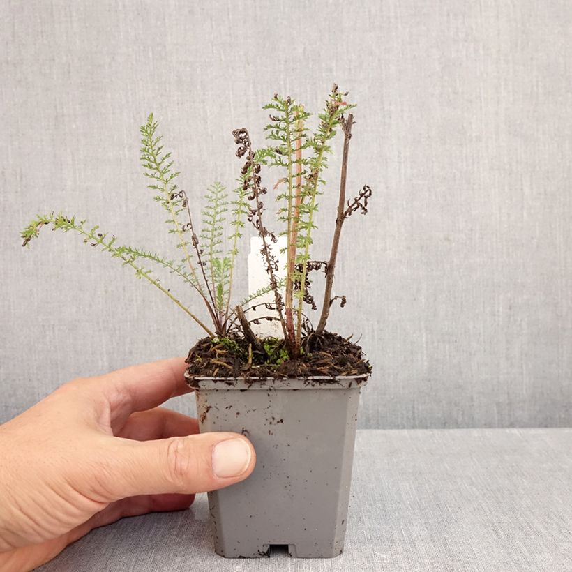 Achillea millefolium Excel 8/9 cm pot sample as delivered in autumn