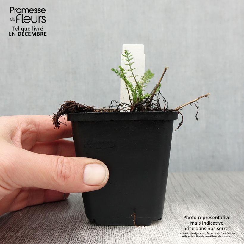 Achillea millefolium Excel 8/9 cm pot sample as delivered in winter