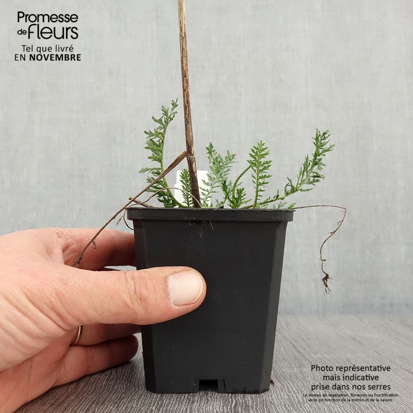 Achillea millefolium Feuerland 8/9 cm pot sample as delivered in autumn