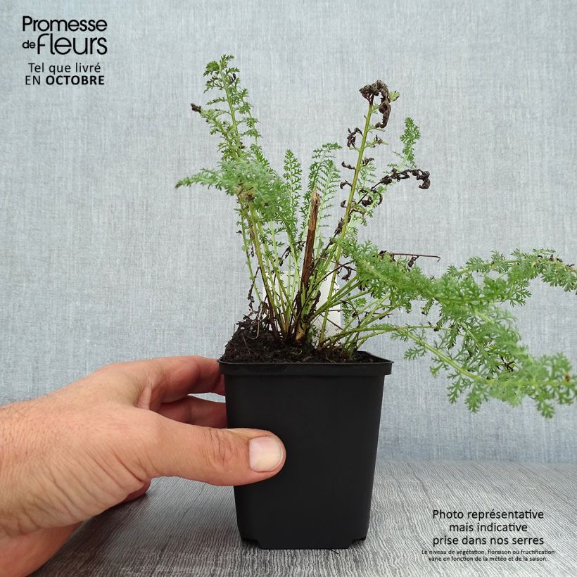 Achillea millefolium Heinrich Vogeler 8/9 cm pot sample as delivered in autumn
