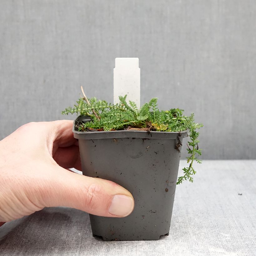 Achillea millefolium Hella Glashoff 8/9 cm pot sample as delivered in winter