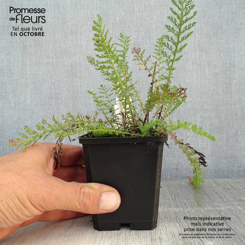 Achillea millefolium Lilac Beauty 8/9 cm pot sample as delivered in autumn