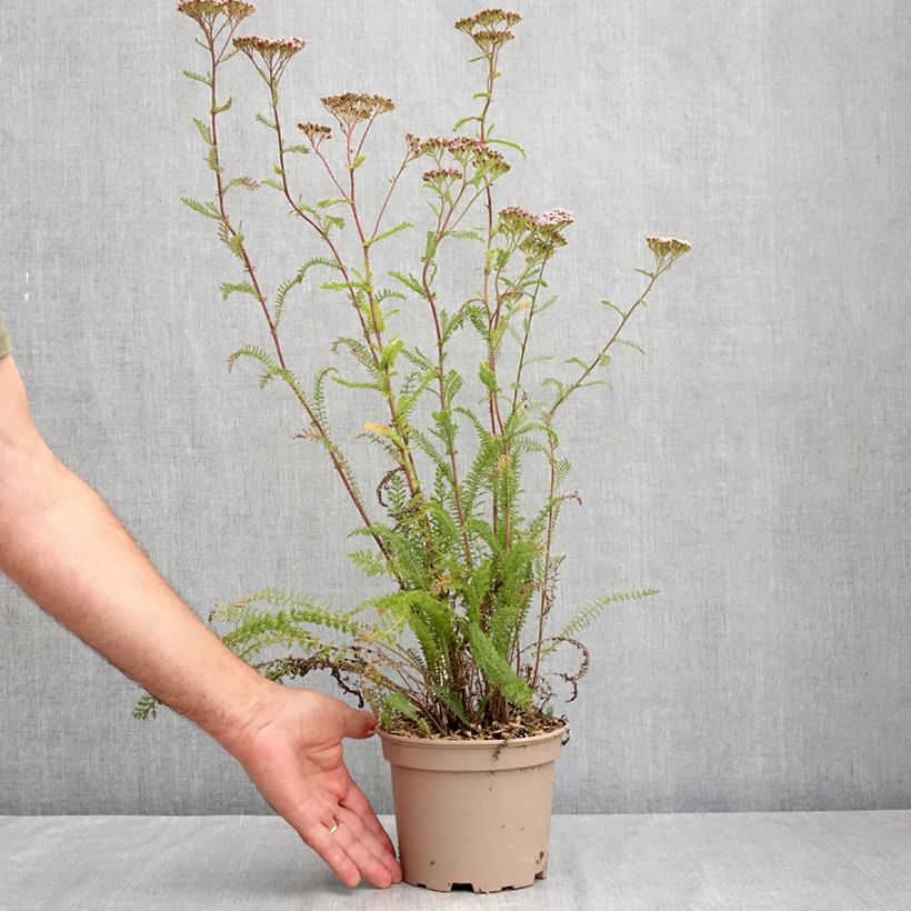 Achillea millefolium Lilac Beauty 2L/3L pot sample as delivered in summer
