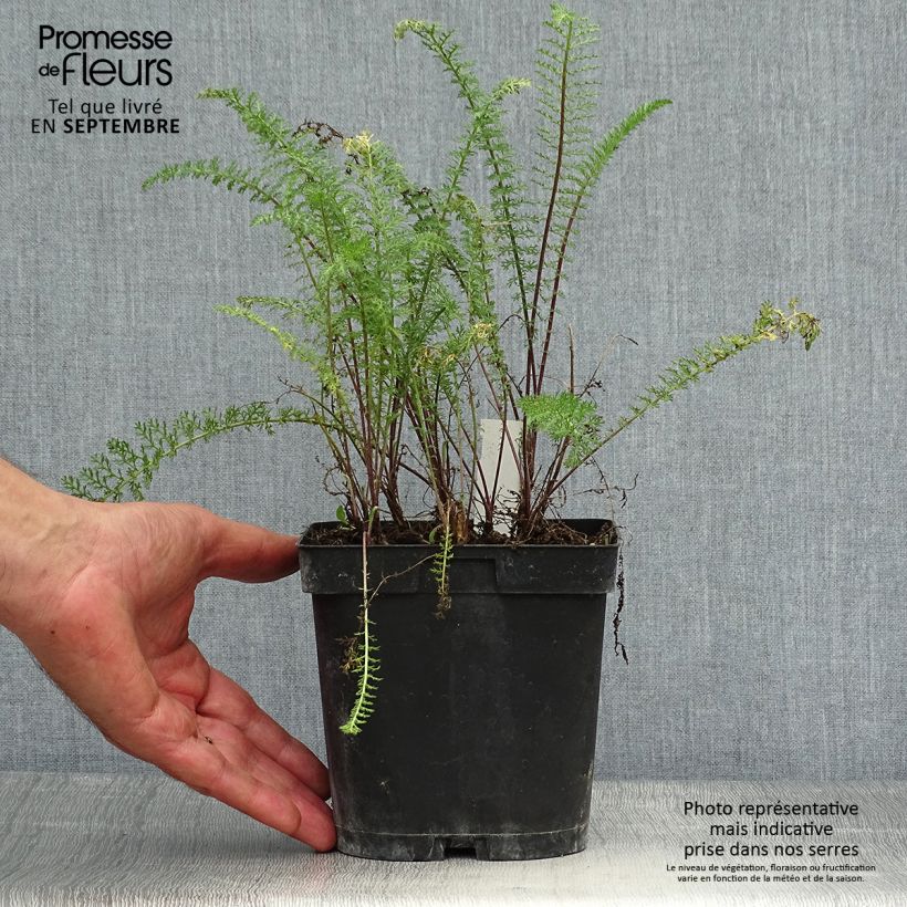 Achillea millefolium Paprika 2L/3L pot sample as delivered in autumn