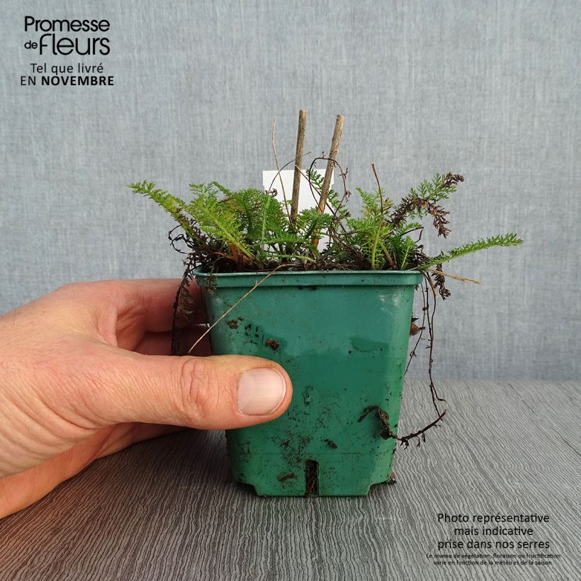 Achillea millefolium Peachy Seduction 8/9 cm pot sample as delivered in autumn