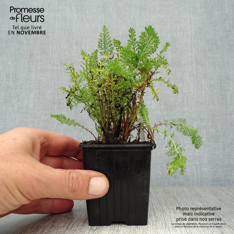 Achillea millefolium Pomegranate 7/8 cm pot sample as delivered in autumn