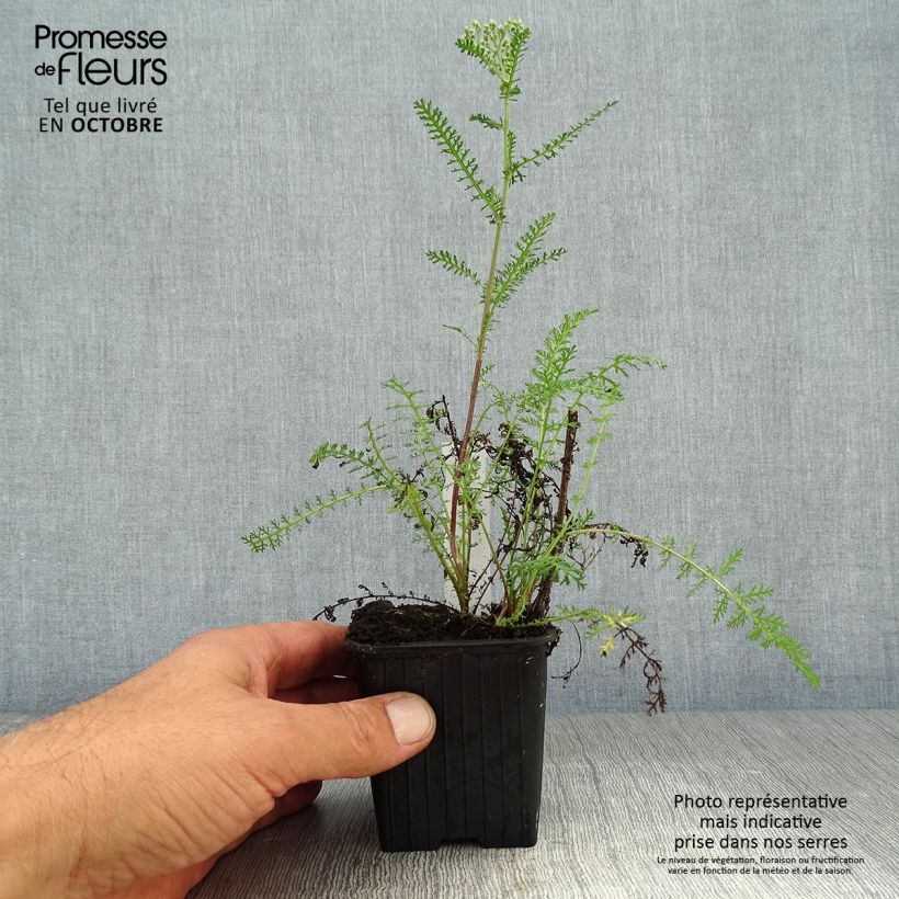 Achillea millefolium Saucy Seduction 8/9 cm pot sample as delivered in autumn