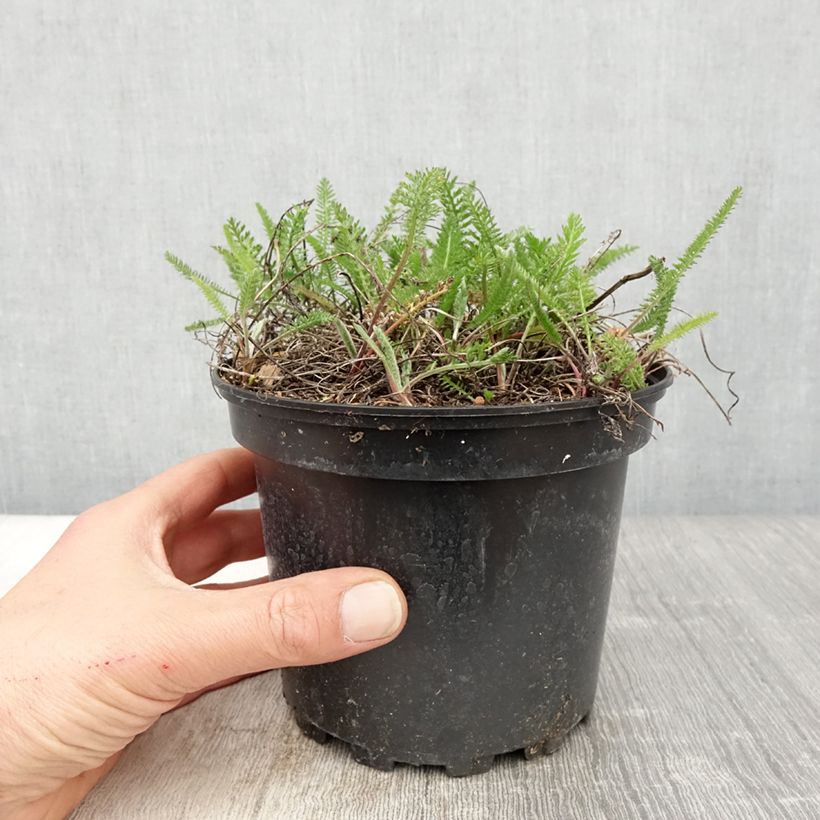 Achillea millefolium Summer Pastel 2L/3L pot sample as delivered in spring