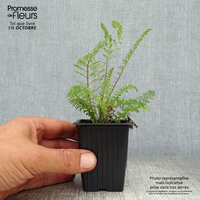 Achillea millefolium Summer Pastel 7/8 cm pot sample as delivered in autumn