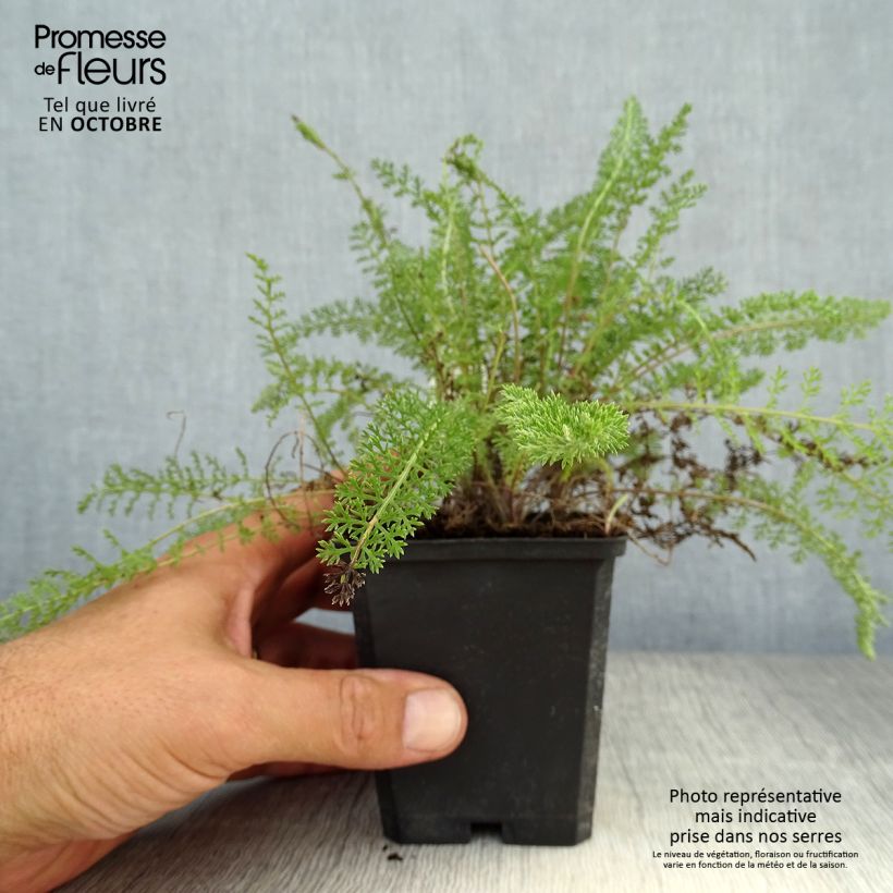 Achillea millefolium Summerwine 8/9 cm pot sample as delivered in autumn