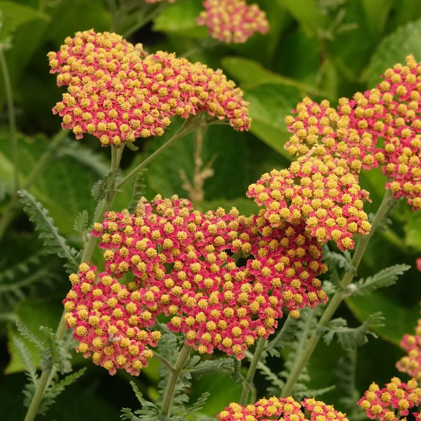 Achillea millefolium Terracotta (Flowering)