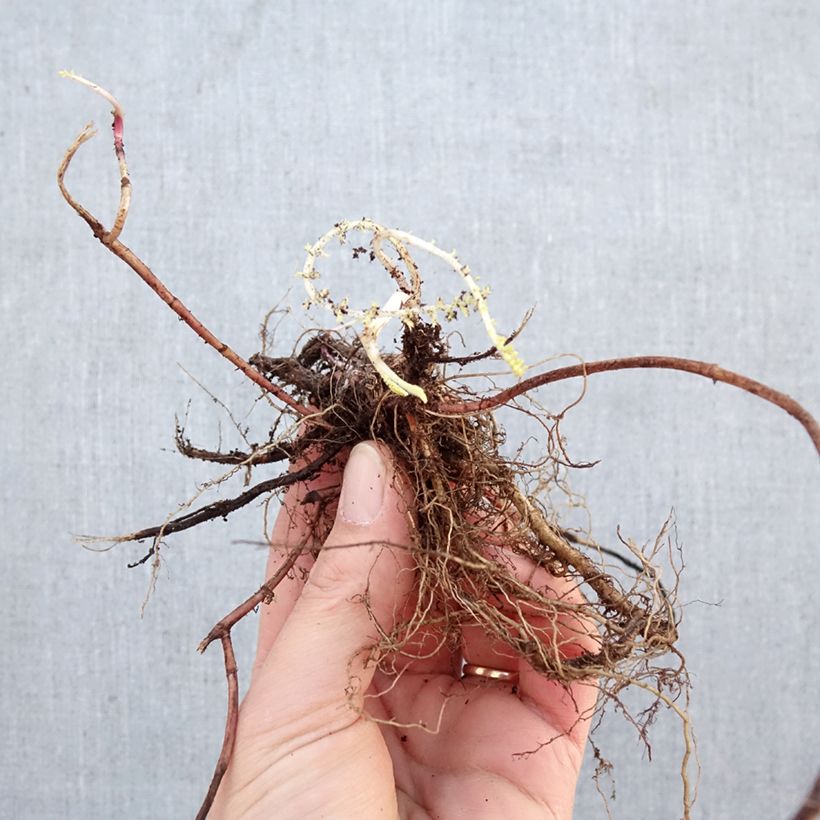 Achillea millefolium Terracotta Bare root sample as delivered in winter