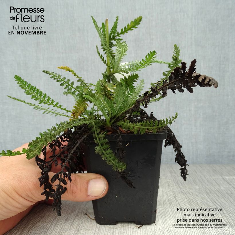 Achillea Moonshine 8/9 cm pot sample as delivered in autumn