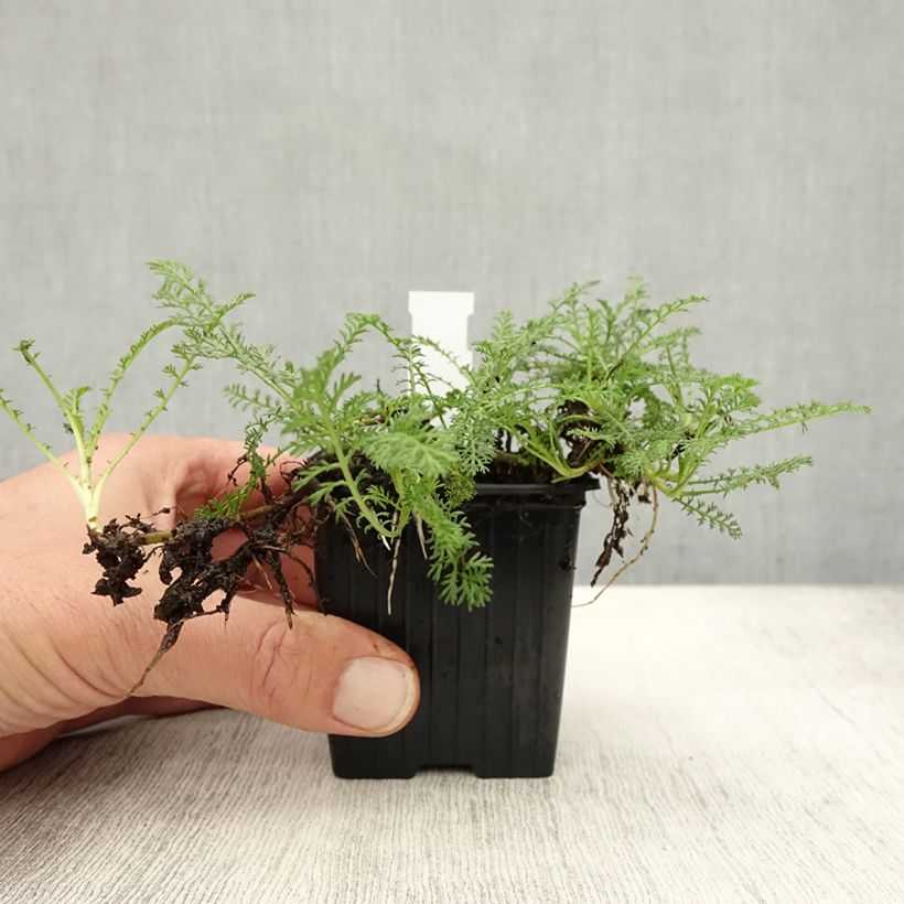 Achillea odorata 8/9 cm pot sample as delivered in autumn