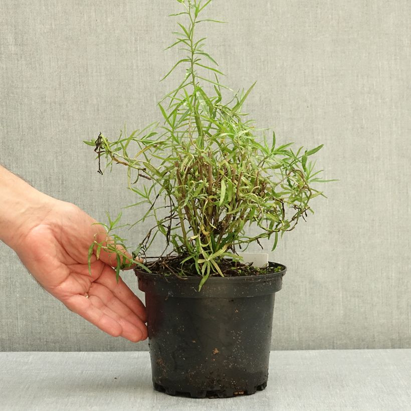 Achillea ptarmica Perrys White 2L/3L pot sample as delivered in autumn